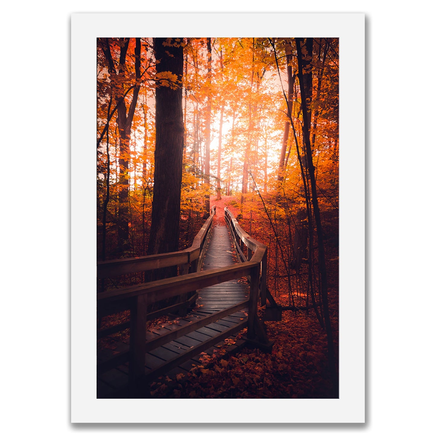 Warm Woods
